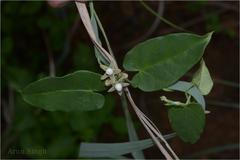 Cynanchum callialatum